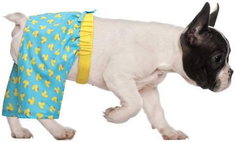 HDE Dog Swim Trunks for XS to XXL Dogs