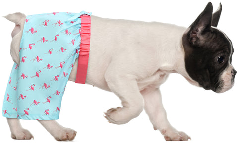 HDE Dog Swim Trunks for XS to XXL Dogs
