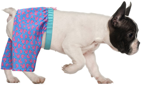 HDE Dog Swim Trunks for XS to XXL Dogs