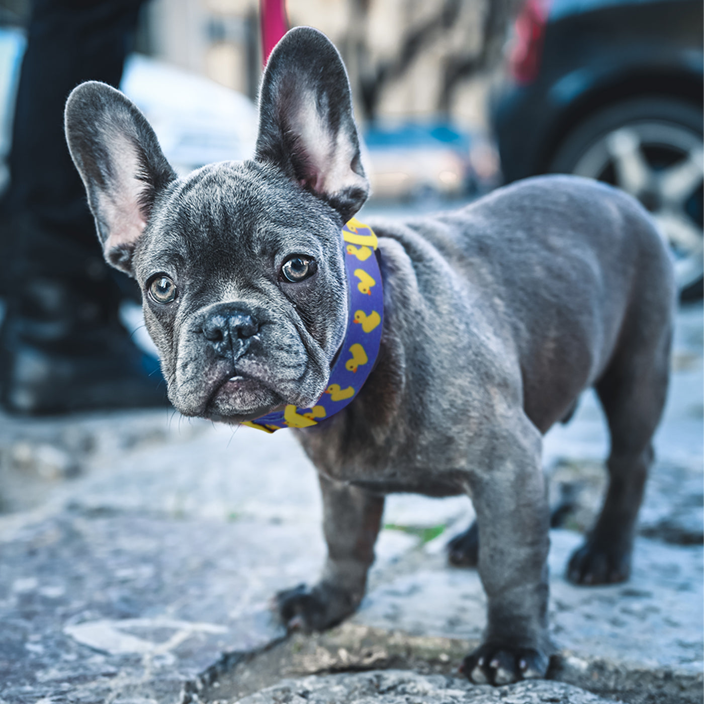 Blue Ducks Nylon Dog Collar Secondary image