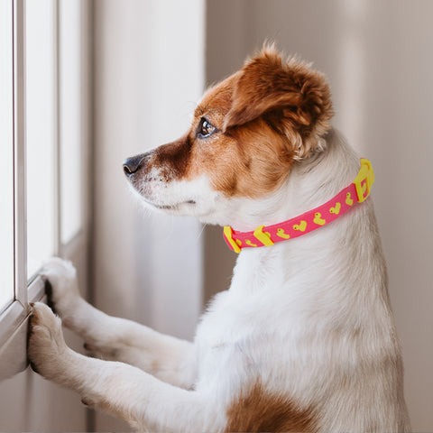 Pink Ducks Nylon Dog Collar