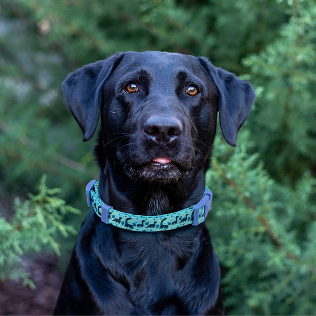 Nylon Pet Collar Adjustable Dog Collar – side view