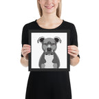 Pitbull Framed Poster